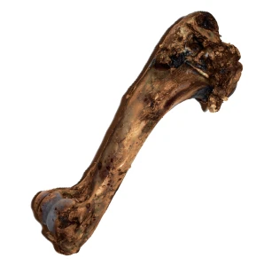 NEO Natural Dried Deer Shin bone Medium őz lábszárcsont 1db